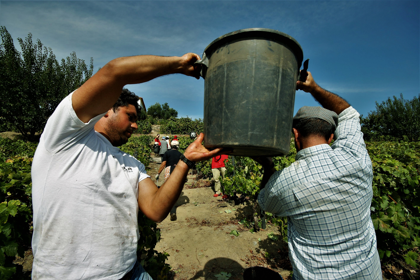 Grape harvest  4