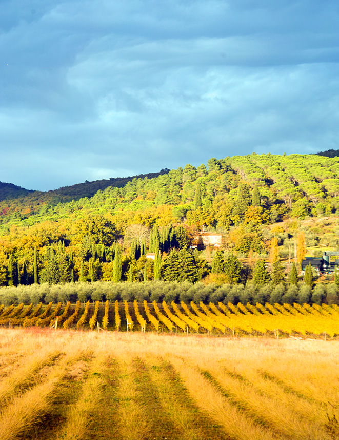 Grape harvest time 1