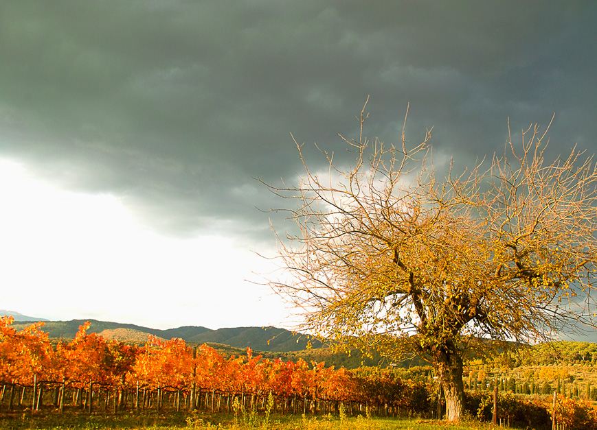 Grape harvest time 2