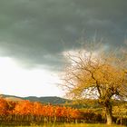 Grape harvest time 2