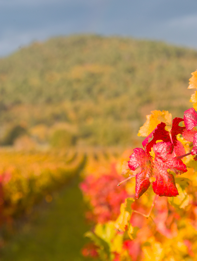 Grape harvest time 3