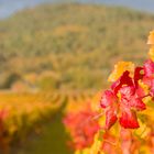 Grape harvest time 3