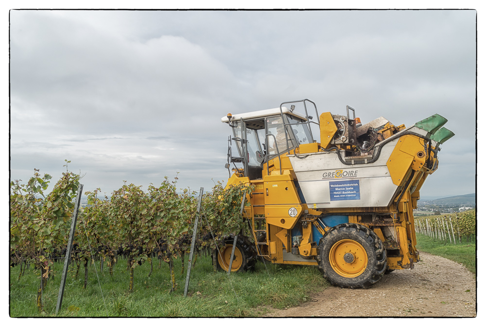 Grape Harvester