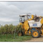 Grape Harvester