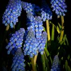 Grape Hyacinth