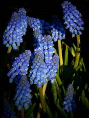 Grape Hyacinth