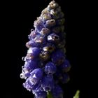 Grape hyacinth