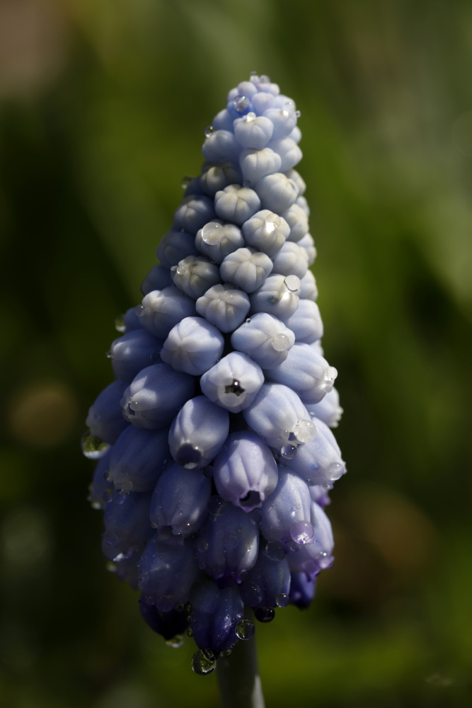 Grape hyacinth