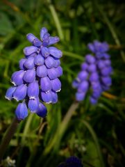 Grape Hyacinth