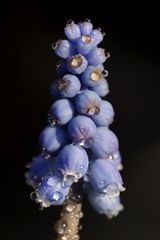 Grape hyacinth