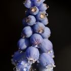 Grape hyacinth