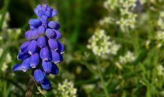 Grape Hyacinth