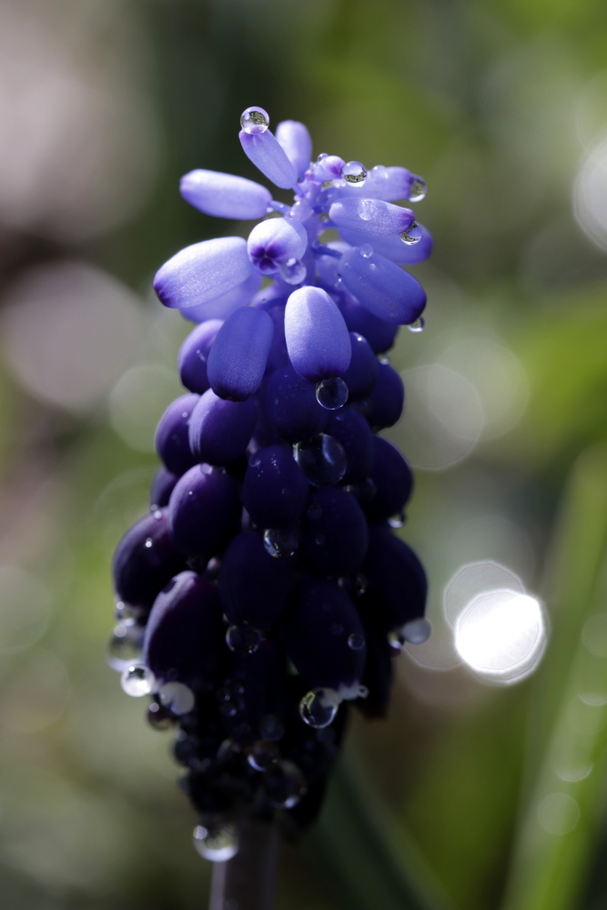 Grape hyacinth