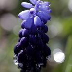 Grape hyacinth