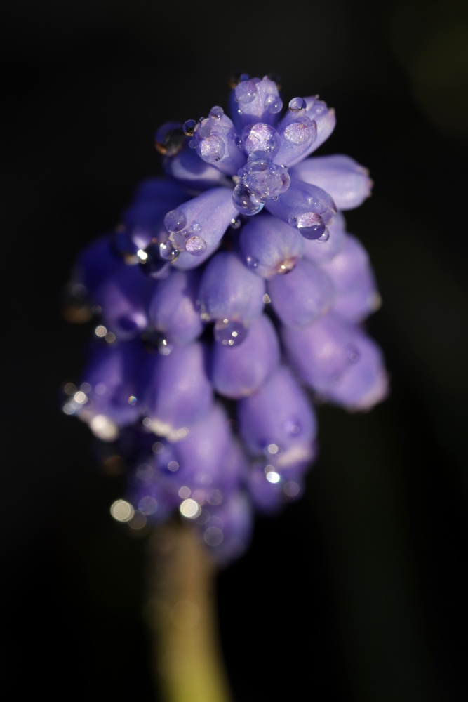 Grape hyacinth