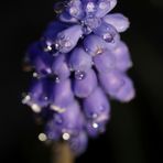 Grape hyacinth