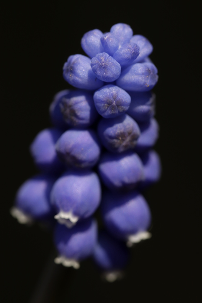Grape hyacinth 