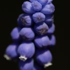 Grape hyacinth 