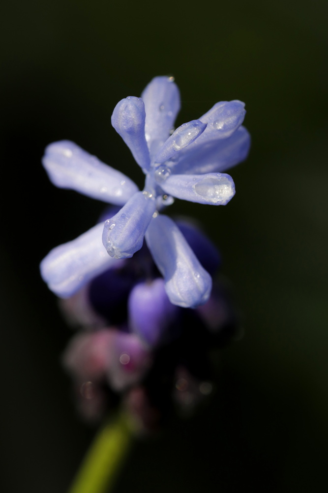 Grape hyacinth