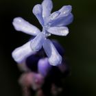 Grape hyacinth