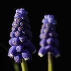 Grape hyacinth