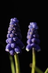 Grape hyacinth