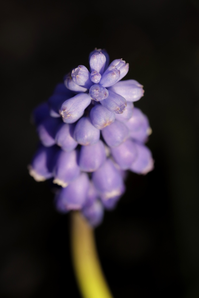 Grape hyacinth