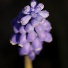 Grape hyacinth