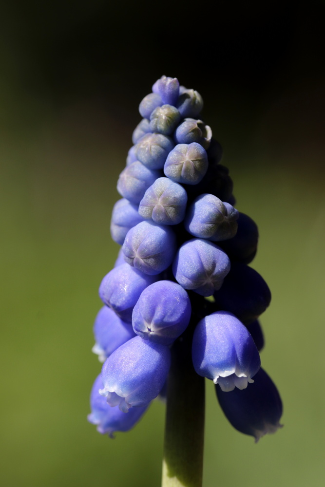 Grape hyacinth