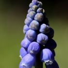 Grape hyacinth