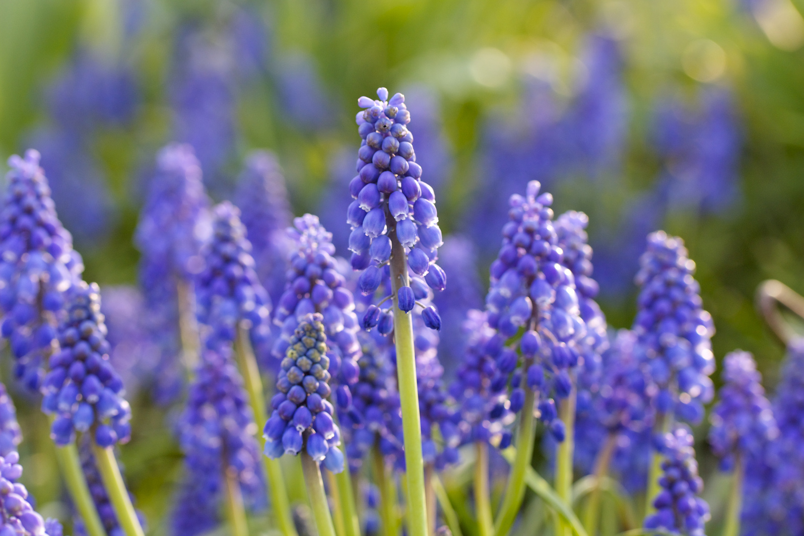 Grape Hyacinth*