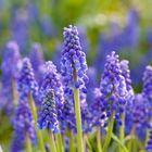 Grape Hyacinth*