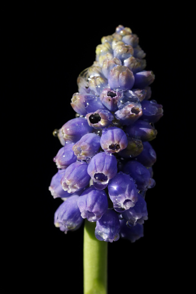 Grape hyacinth