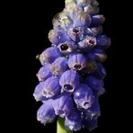 Grape hyacinth