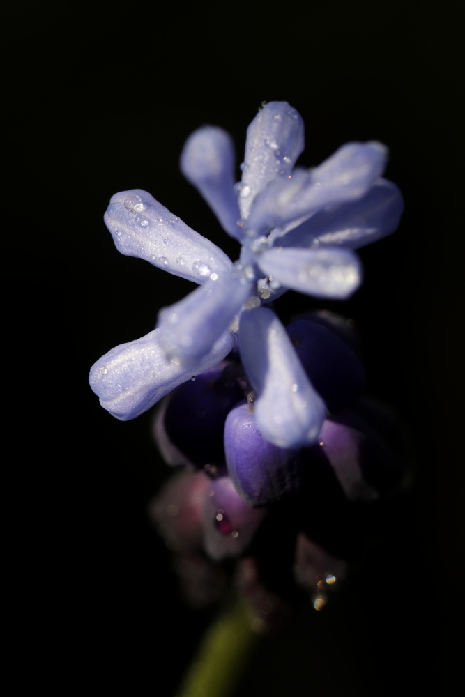 Grape hyacinth