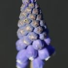 Grape hyacinth