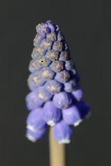 Grape hyacinth