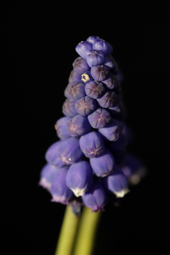 Grape hyacinth