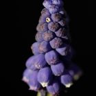 Grape hyacinth