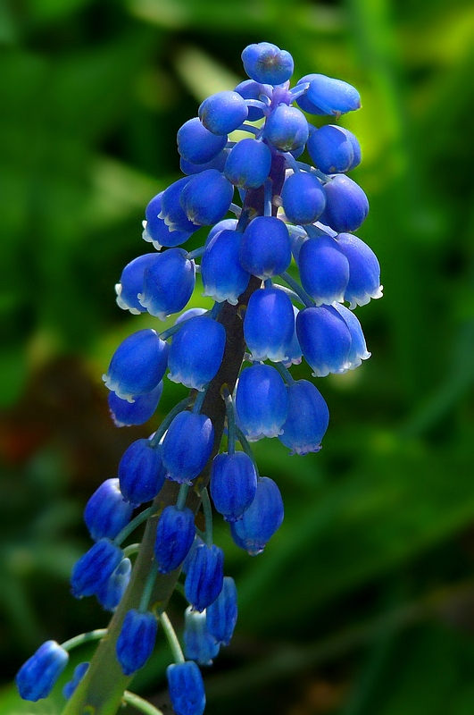 Grape Hyacinth