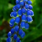 Grape Hyacinth