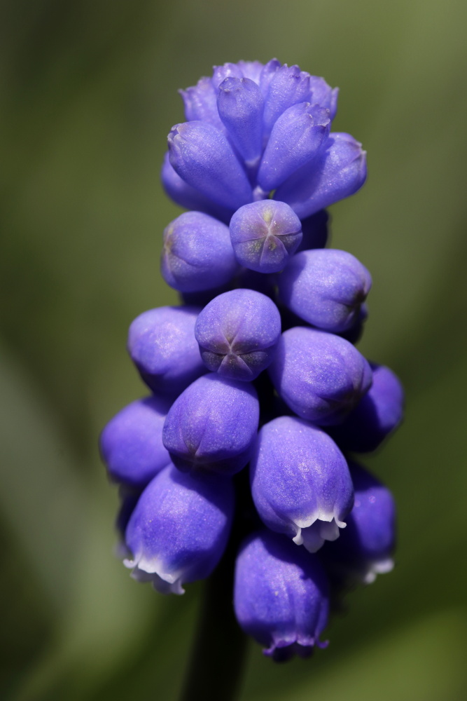 Grape hyacinth