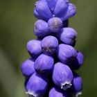 Grape hyacinth