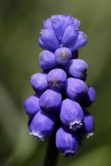 Grape hyacinth