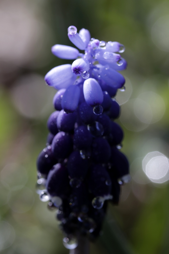 Grape hyacinth