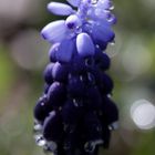 Grape hyacinth