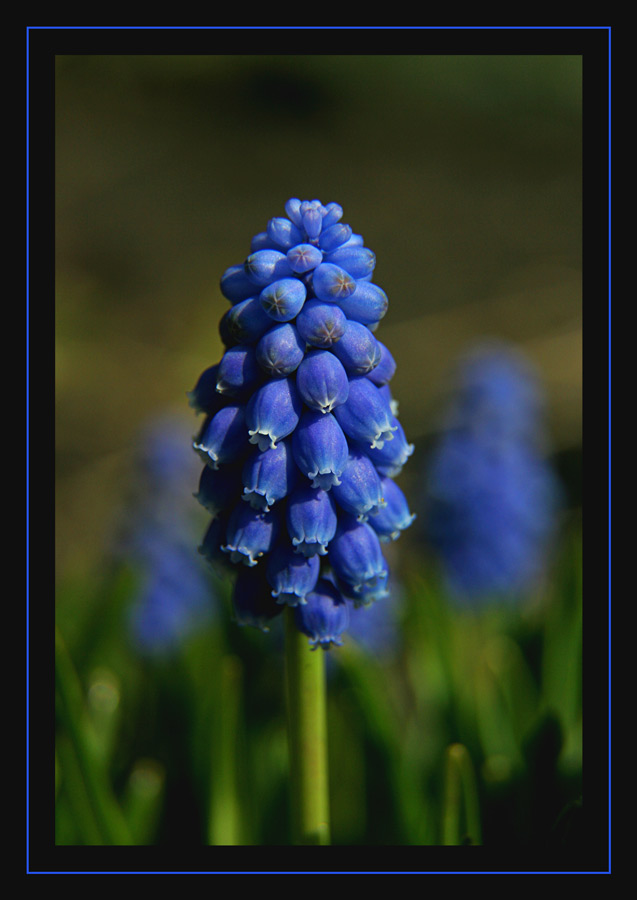 Grape Hyacinth