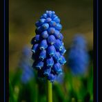 Grape Hyacinth