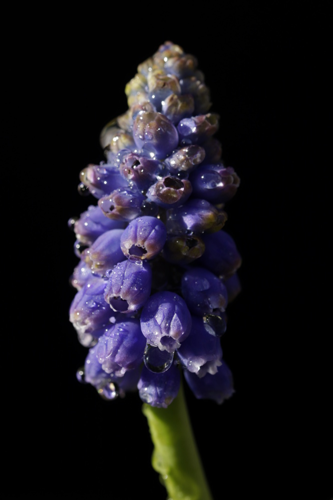 Grape hyacinth