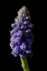 Grape hyacinth